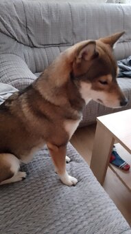 Fena shiba inu - 5