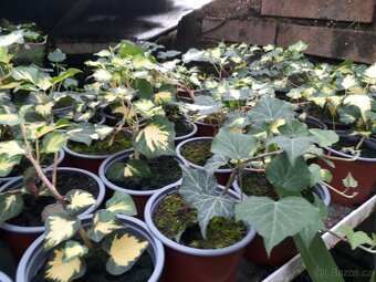 Hedera helix brectan zeleny i panosovany list - 5