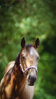Buckskin klisna Quarter Horse, nominace Euro Futurity - 5