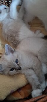 Koťátka ragdoll s PP - 5