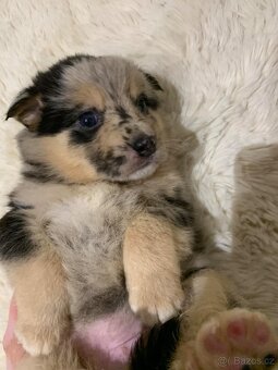 Bordel kolie merle - 5