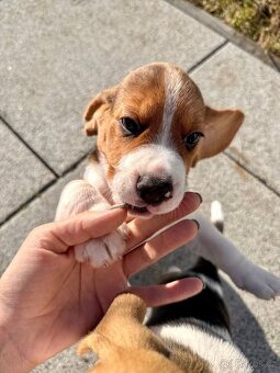 štěňata bígla s PP - 5