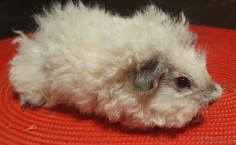 Prodám dlouhosrstá morčata lunkarye - 5