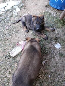 Německý ovčák - 5