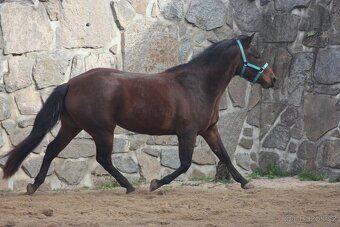 Mladá klisna Paint Horse - 5