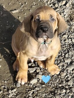 Brazilská fila s PP - 5