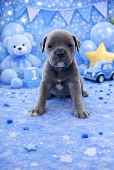 American Bully Standard - 5
