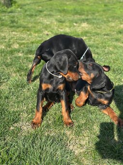 Doberman šteňa s FCI pôvodom - 5