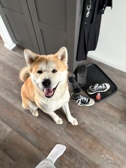 Pes akita inu ke krytí - 5