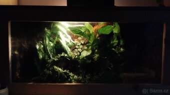 Paludarium s pralesničkama - 5