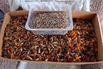 usušené květy afrikánů /mix barev/ - 5