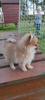 Špic pomeranian s pp - 5