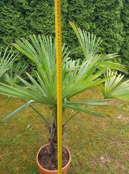 Palma Trachycarpus fortunei - 5