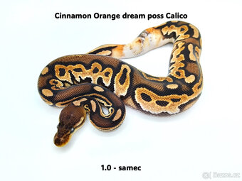 Krajta královská (Python regius) - mláďata - 5
