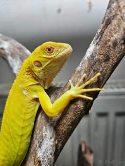 Iguana Iguana - Albino - 5