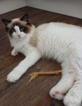 Kocourek ragdoll seal bicolor s PP - 5