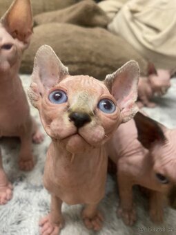 Sphynx - 5