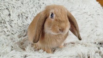 Zakrslý beránek, králíček, králík - RIKI - 5