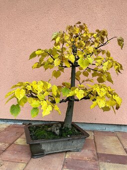 Bonsai, Bonsaj, jamadori, lípa srdčitá - 5
