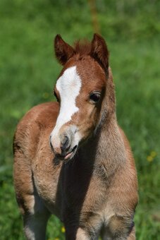 Hřebeček Welsh B 2025 Rezervace - 5