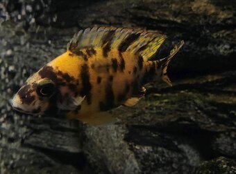 Tlamovci Malawi 48 - 5