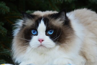 Nádherný kocour Ragdoll s PP - 5