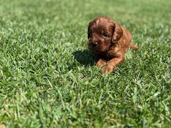 Cockapoo, maltipoo, cavapoo, pudel - 5