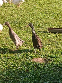 Kachna ruánská - 5