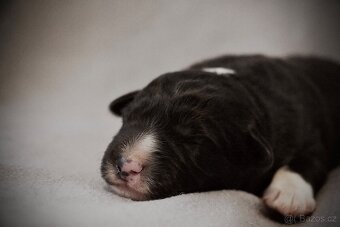 Border Collie s PP / Border Kolie s PP - 5