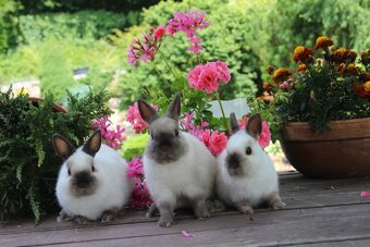 Zakrslý králík siamský žlutý s rodokmenem - 5