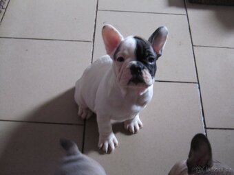 Francouzský buldoček bez PP - 5