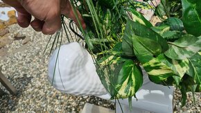 Fontána, keramická mušle + sloup - 5