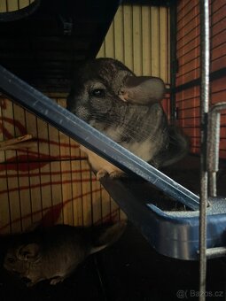 Činčily i s velkou kleci - 5