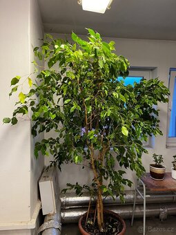 Prodam fikus - 5