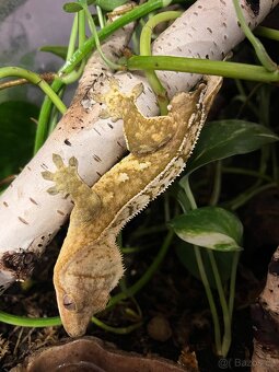 Pagekon řasnatý - 5