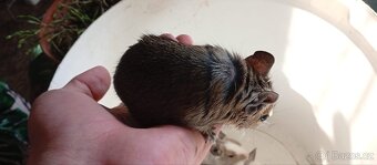 Darování osmáků degu do dobrých rukou - 5