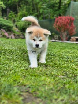 Štěňátka Akita Inu - 5
