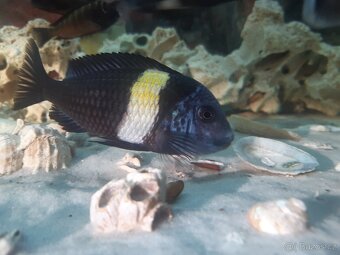 Tropheus Duboisi Maswa - 5