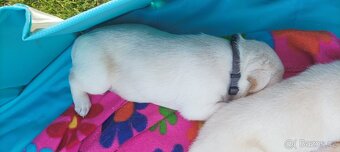 Štěňata labradora - 5
