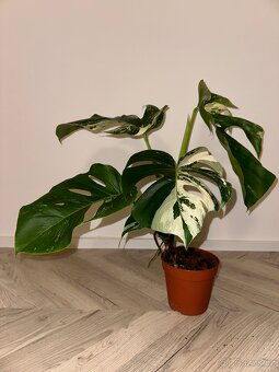 Panašovaná Monstera l Monstera Albo Variegata - 5