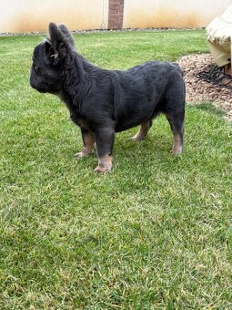 Francouzsky buldoček fluffy big rope fenky - 5