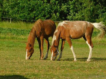dvouletý pony - 5