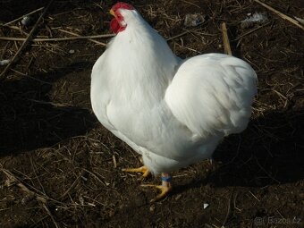 zdr wandotka bílá  NV - 5