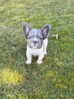 Francouzsky buldoček fluffy psy - 5