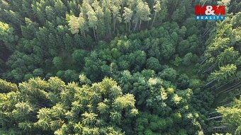 Prodej lesa, 5139 m², Tábor - 5