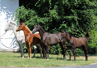 Nabízím arabského hřebečka - 5