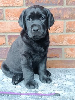 Labrador s PP - 5