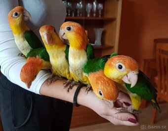 Amazónek bĕlobřichý - ručne dokŕmené mláďatká - 5