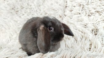 Zakrslý beránek, králíček, králík - ELLA - 5
