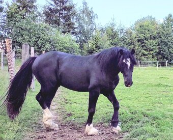 Welsh cob - připouštění - 5